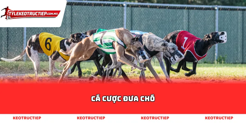 Cá Cược Đua Chó